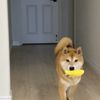 Kami H.